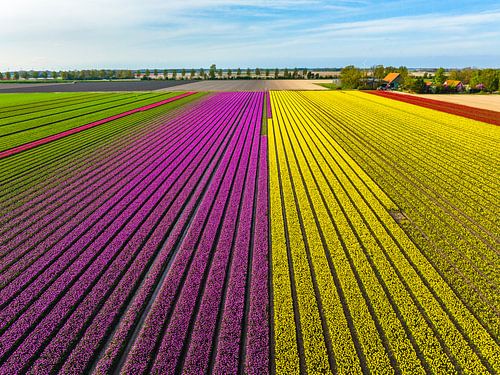 Tulpen in geel en paars in landbouwvelden tijdens de lente