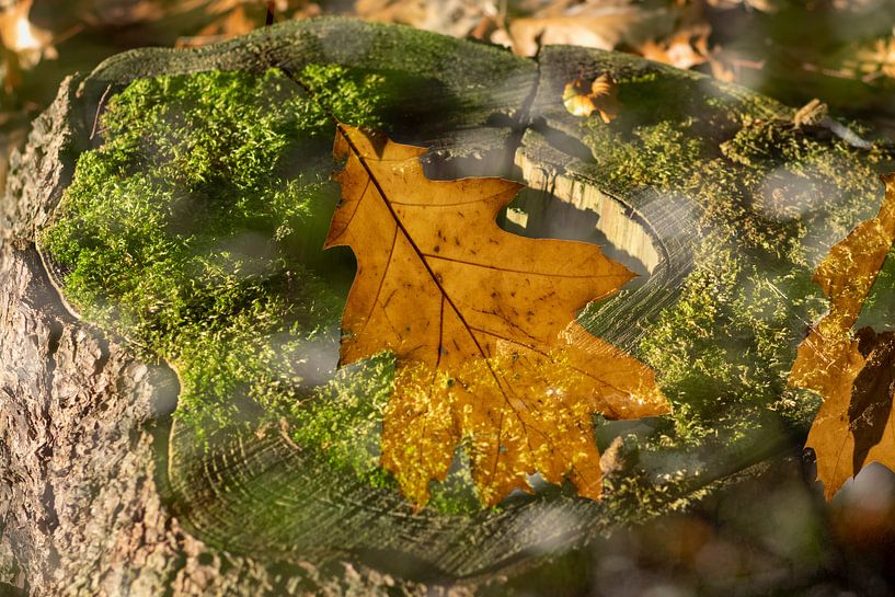 Feuille de chêne sur un tronc d'arbre Art par Henk Elshout