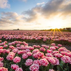 Tulip field in sunset II by Danny Tchi Photography