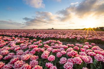 Tulpenveld in zonsondergang II