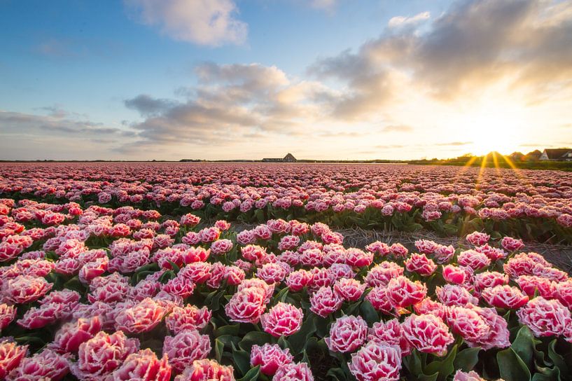 Tulip field in sunset II by Danny Tchi Photography