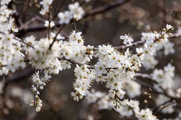 Witte bloesem in de lente. van Janny Beimers