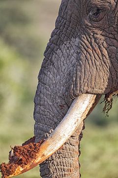 Afrikaanse olifant (Loxodonta africana) van Dirk Rüter
