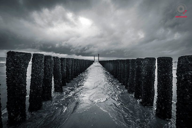 Gulfbeakers by 3,14 Photography