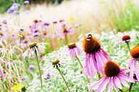 Romantisch dromerig Echinacea veld van Patricia Verbruggen thumbnail