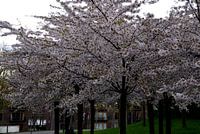 Copenhagen, flowering trees