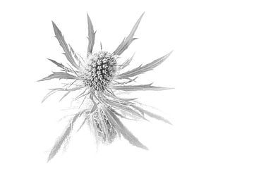 Gentle but edgy, simplicity and calm: A thistle in black and grey tones