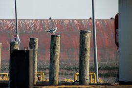 Seagull on post in the outer harbour of the Eider barrier by Alexander Wolff