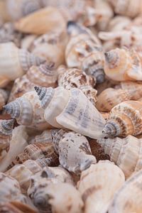 Eine Muschel unter Muscheln
