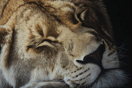 Leeuwen in Teder Moment Intiem Dierenportret Close-up van Eva Lee