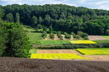 Kleurrijke akkerlanden in het Hageland van Werner Lerooy