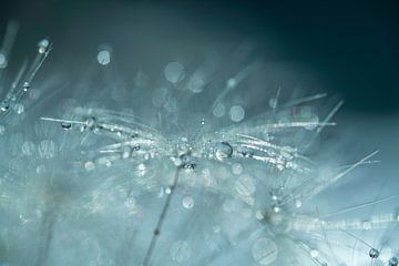 Water drops on Dandelion Fluff in Green and Blue Colours by Nanda Bussers