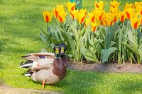 Enten und Tulpen