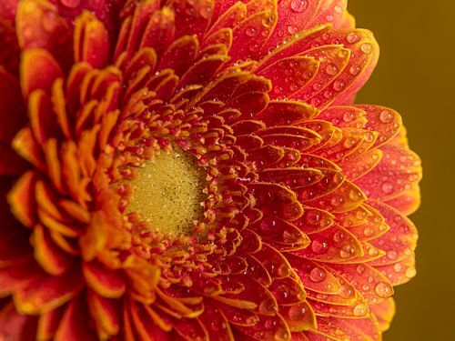 Rood - oranje Gerbera met druppeltjes