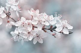 Frühling von Violetta Honkisz