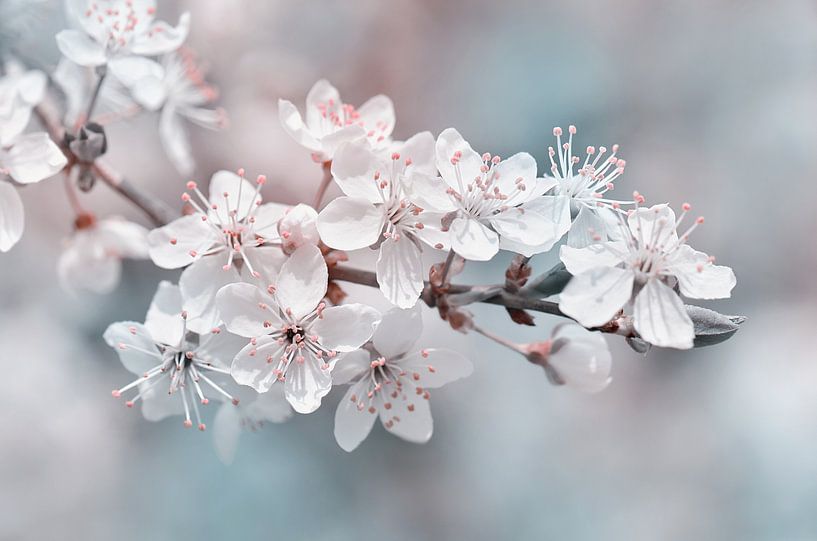 Spring by Violetta Honkisz