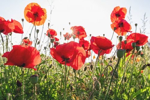 Coquelicots avec un soleil entre eux sur Karin de Jonge