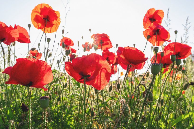 Poppies with a sun between them by Karin de Jonge