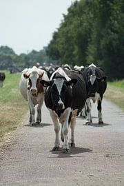 Cows on the move