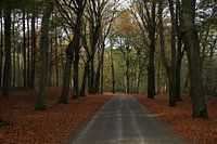 Herfst in het bos