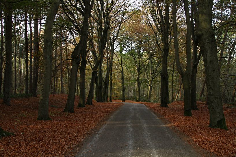 Herfst in het bos von Abra van Vossen