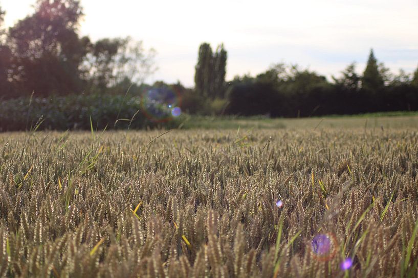 matin dans le champ de blé par Joran Keij