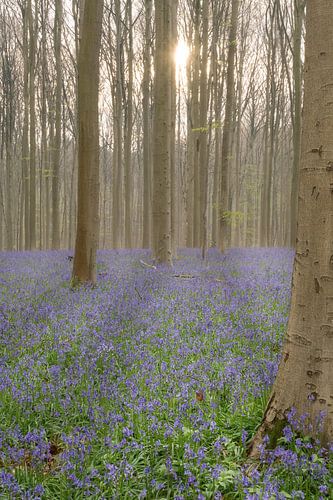 Blue Bells