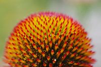 Abstract flower 2