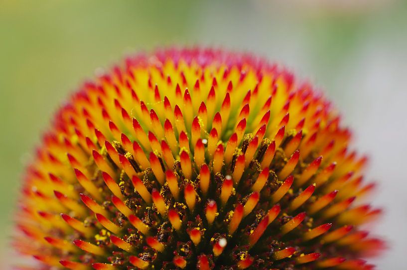 Abstract flower 2 by Daan Grashoff