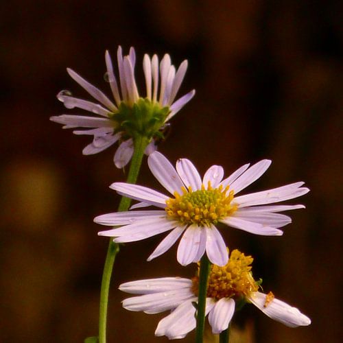 Een paardebloem midden in het boerenveld
