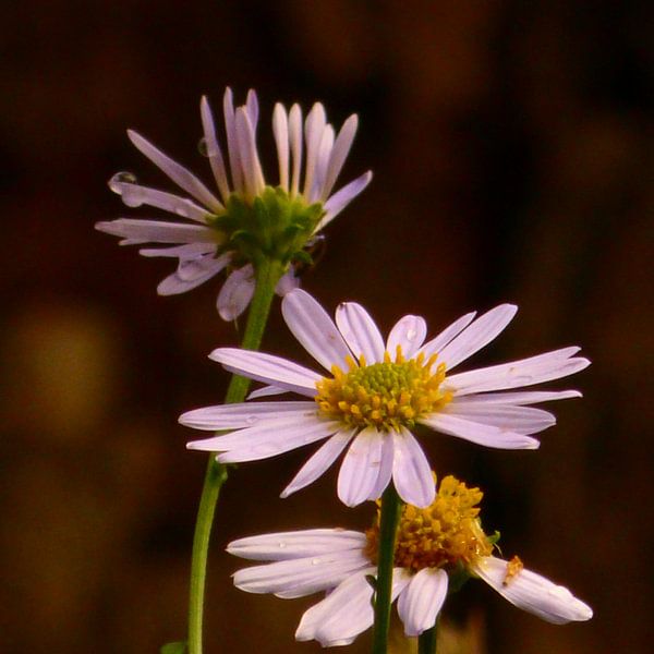 Een paardebloem midden in het boerenveld by Veluws