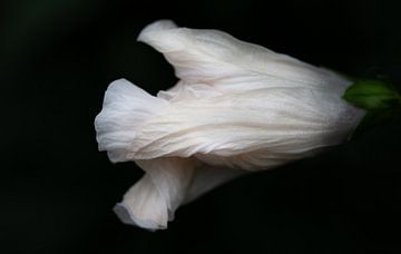 Witte hibiscus tegen een donkere achtergrond van Ulrike Leone