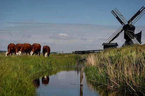 Blaarkop-Kühe in der niederländischen Landschaft