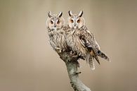 Long-eared owls by Elles Rijsdijk thumbnail