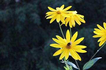 Gele bloem met bij van Joery Van dun