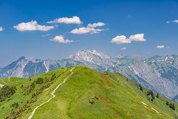 Panoramisch wandelpad door alpenrozen van Walter G. Allgöwer