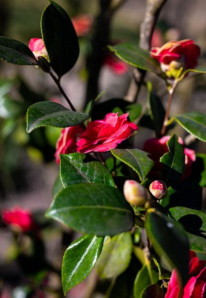 fleurs de rose sauvage dans la forêt par JGL Market