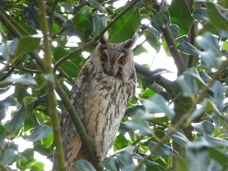 uil  by Cassandra Benedick