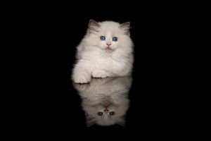 Niedliche ragdoll Kätzchen liegend auf einem schwarzen Hintergrund
