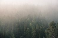 Mist over het dennenbos van Kimberley Jekel thumbnail