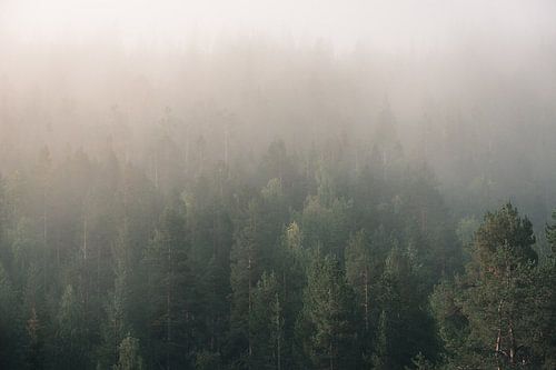 Mist over het dennenbos