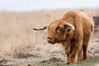 Schotse Hooglander