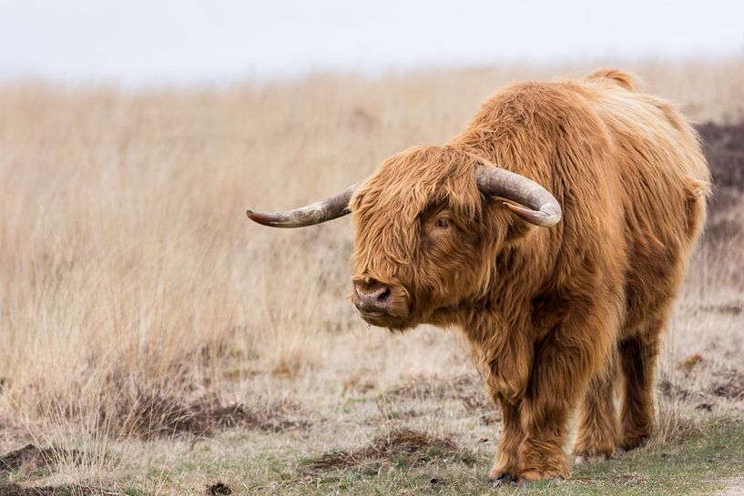 Schottischer Highlander von Max ter Burg Fotografie