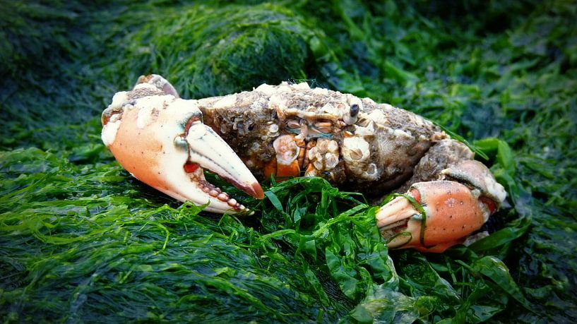 Intrigerende Krab - Intriguing See Crab  by Esther Kamminga