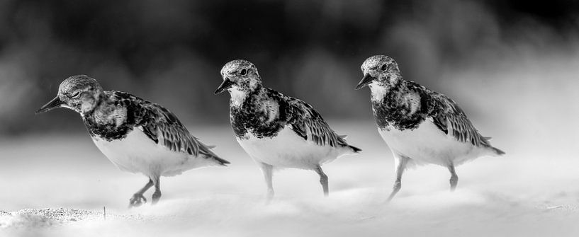 Bairds Strandläufer von Humphry Jacobs