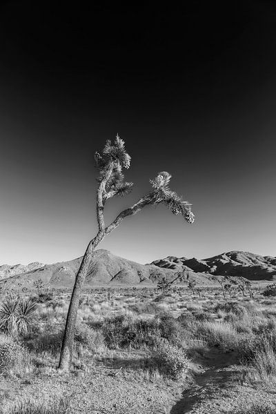 Joshua Tree National Park | Monochrome van Melanie Viola