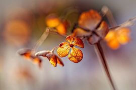 Hydrangea by Rob Boon