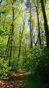 Promenade en forêt en été