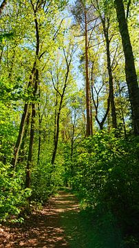 Promenade en forêt en été