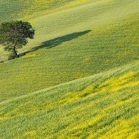 Gouden uitgestrektheid en stille wortels - de moerbeiboom in bloeiend Toscane van Walter G. Allgöwer